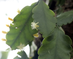 Rhipsalis pachyptera, photograph author not stated, no rights reserved