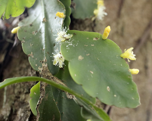Rhipsalis pachyptera, photograph 4
