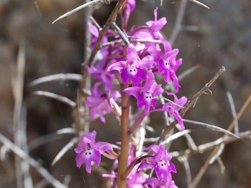 Orchis quadripunctata, photograph 6