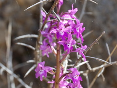 Orchis quadripunctata, photograph (c) TOUROULT Julien, some rights reserved (CC BY)