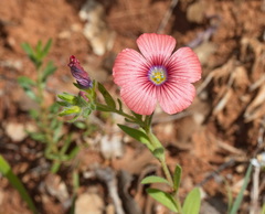 Linum pubescens