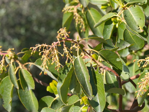 Arbutus andrachne, photograph 1