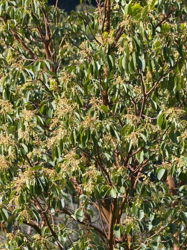 Arbutus andrachne, photograph 2