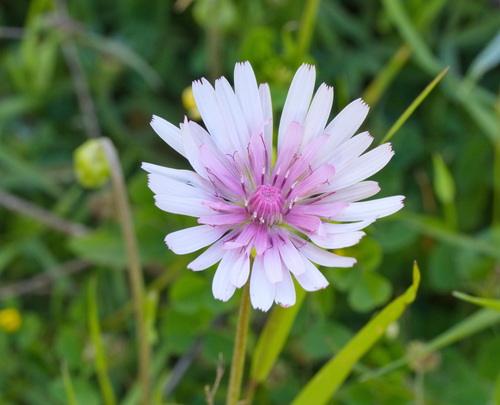 Crepis rubra, photograph 3