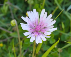 (c) TOUROULT Julien, some rights reserved (CC BY) Crepis rubra, photograph (c) TOUROULT Julien, some rights reserved (CC BY)