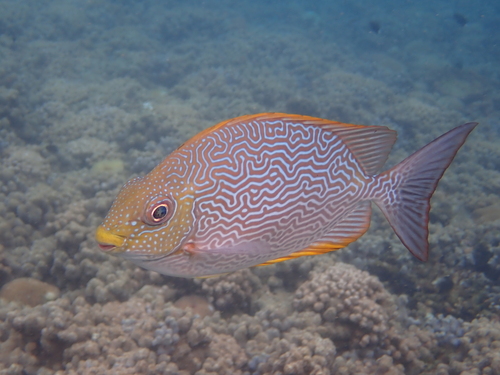 Siganus vermiculatus observed 2026-05-07