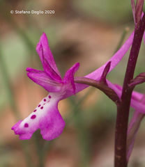 Orchis anatolica