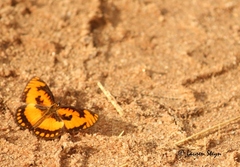 Byblia anvatara acheloia