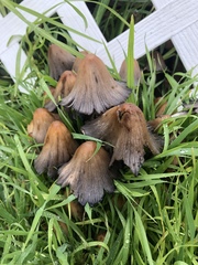 Coprinellus micaceus