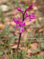 Orchis anatolica