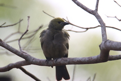 Thraupis palmarum