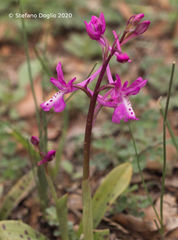 Orchis anatolica