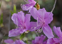 Rhododendron reticulatum