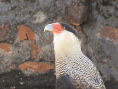 Caracara plancus