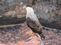 Caracara plancus