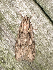 Semioscopis aurorella