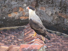 Caracara plancus