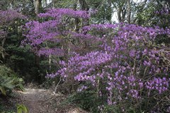 Rhododendron reticulatum