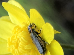 Cyrtomoptera divisa
