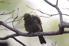 Thraupis palmarum