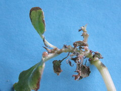 Amphitetranychus viennensis