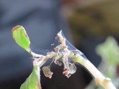 Amphitetranychus viennensis