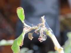 Amphitetranychus viennensis