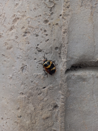 Arocera spectabilis