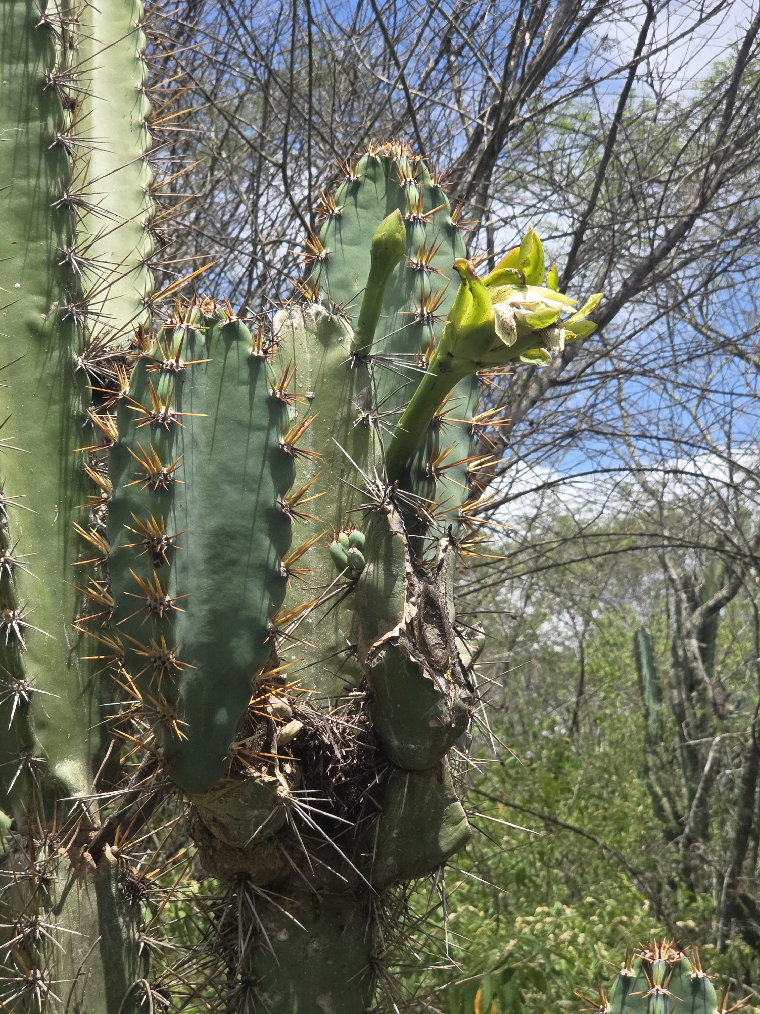 Cereus jamacaru