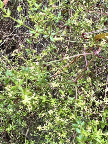 Galium porrigens