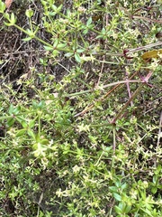 Galium porrigens