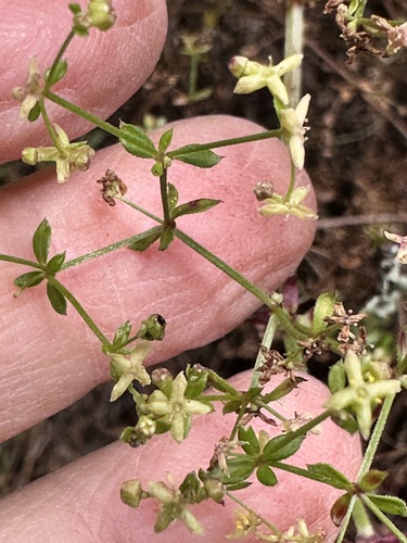 Galium porrigens, photograph 2