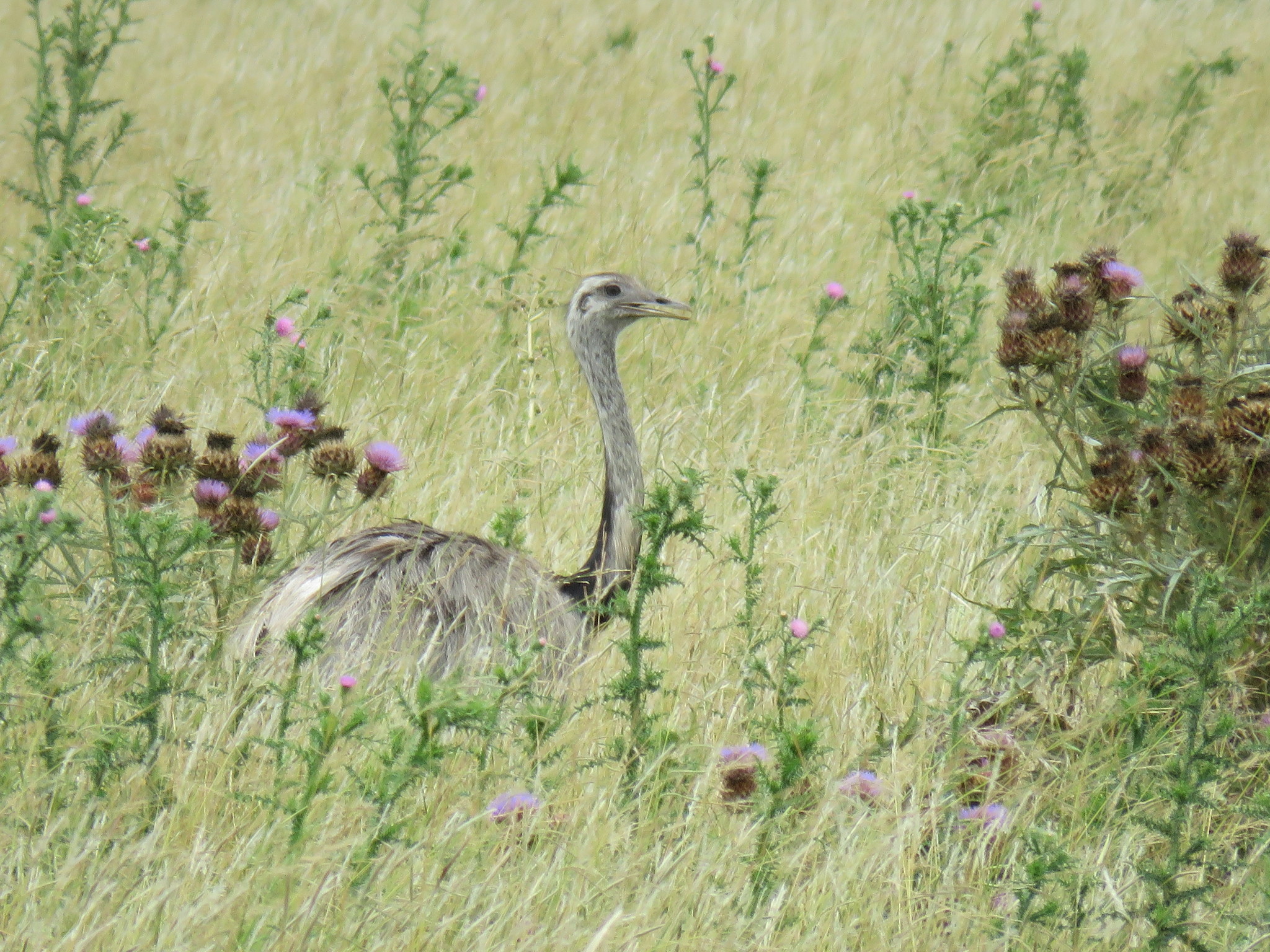 Greater Rhea (Rhea americana)