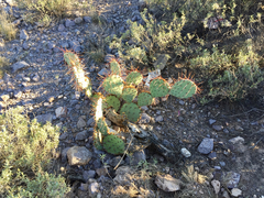 Opuntia toumeyi