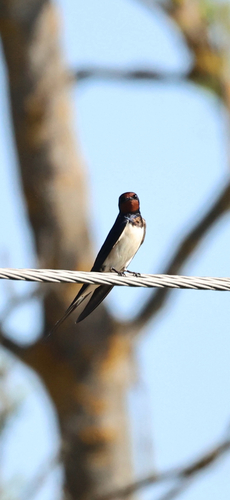 Barn Swallow