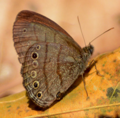 Hermeuptychia sosybius