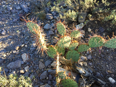 Opuntia toumeyi