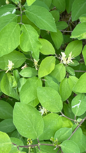 Lonicera xylosteum