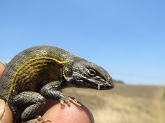 Sceloporus aeneus