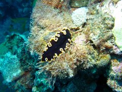 Pseudobiceros hancockanus