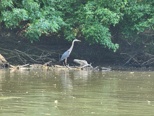 Great Blue Heron