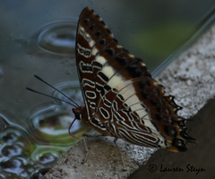 Charaxes brutus natalensis
