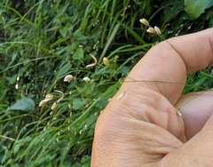 Wood Melick (Melica uniflora)