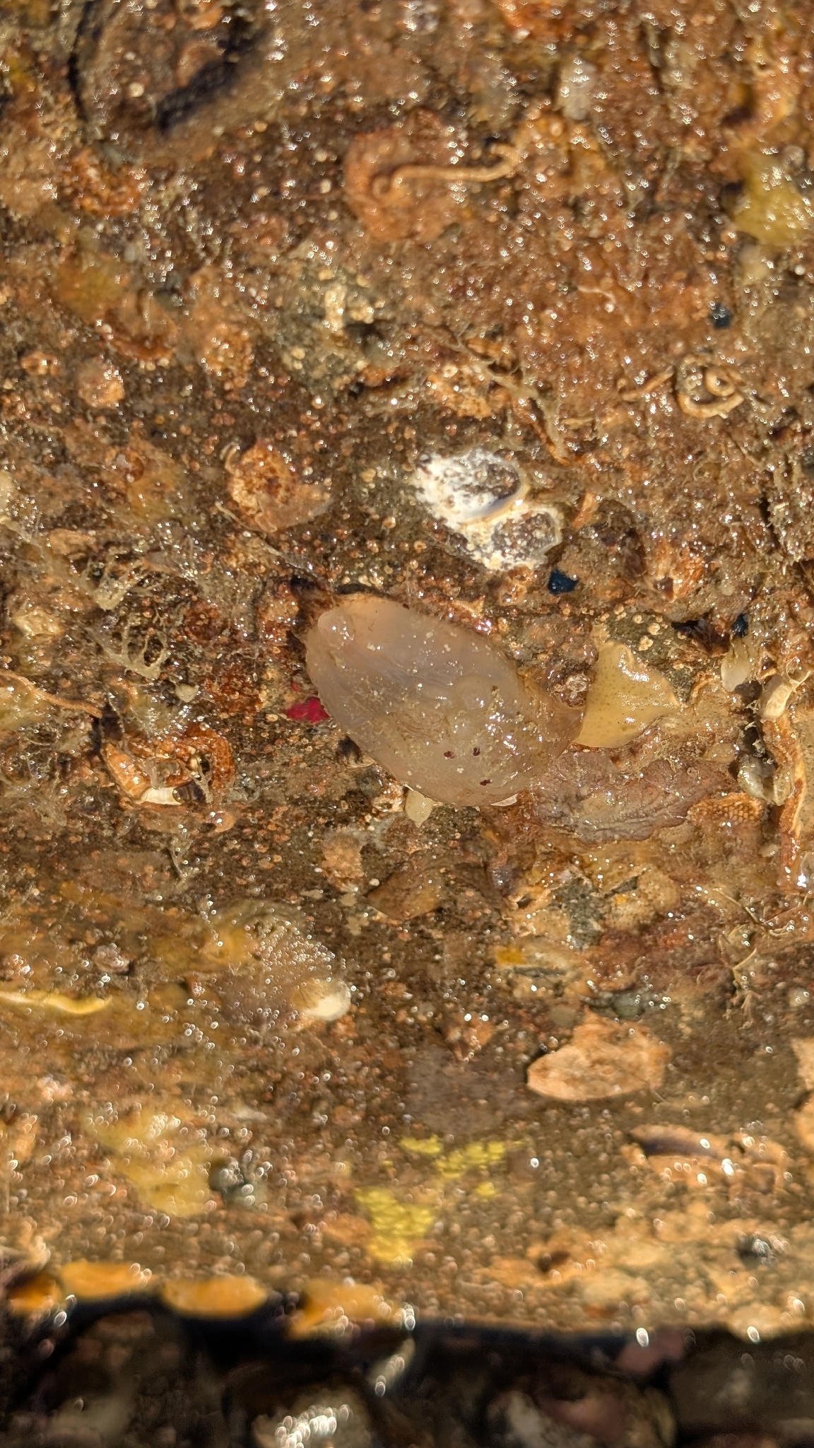 Corella eumyota Traustedt, 1882
