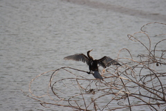 Anhinga anhinga