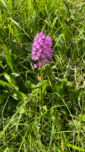 Anacamptis pyramidalis