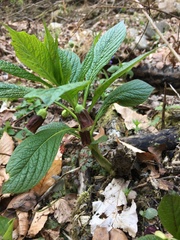 Scopolia carniolica