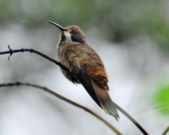Colibri delphinae