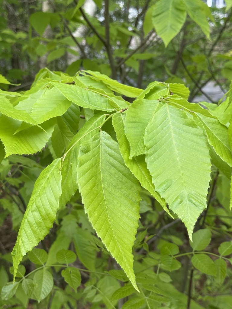 American beech from Shamus Dr, Gilford, NH, US on May 21, 2026 at 04:10 ...