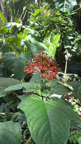 Clerodendrum paniculatum observed 2026-05-19